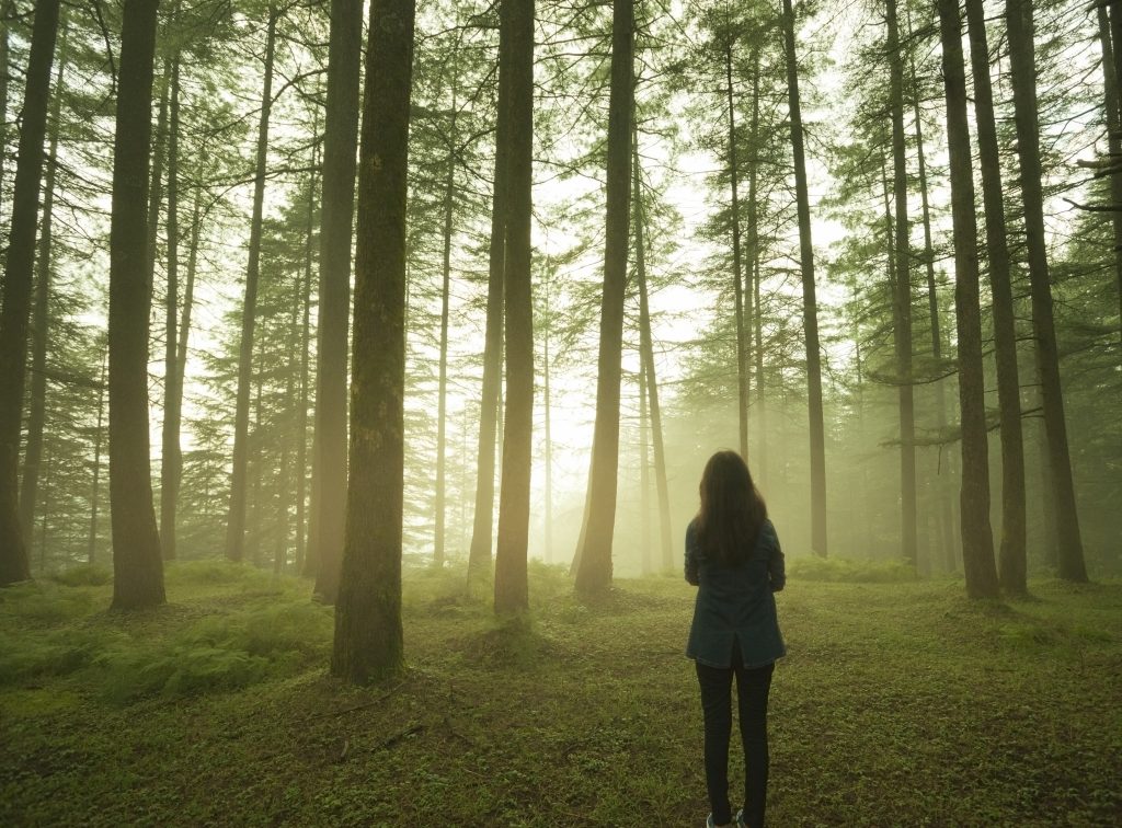 Silhouette of girl standing alone in pine forest at twilight. | The DBT ...